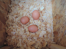 Load image into Gallery viewer, Mini Phoenix Chicken Coop