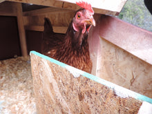 Load image into Gallery viewer, Mini Phoenix Chicken Coop
